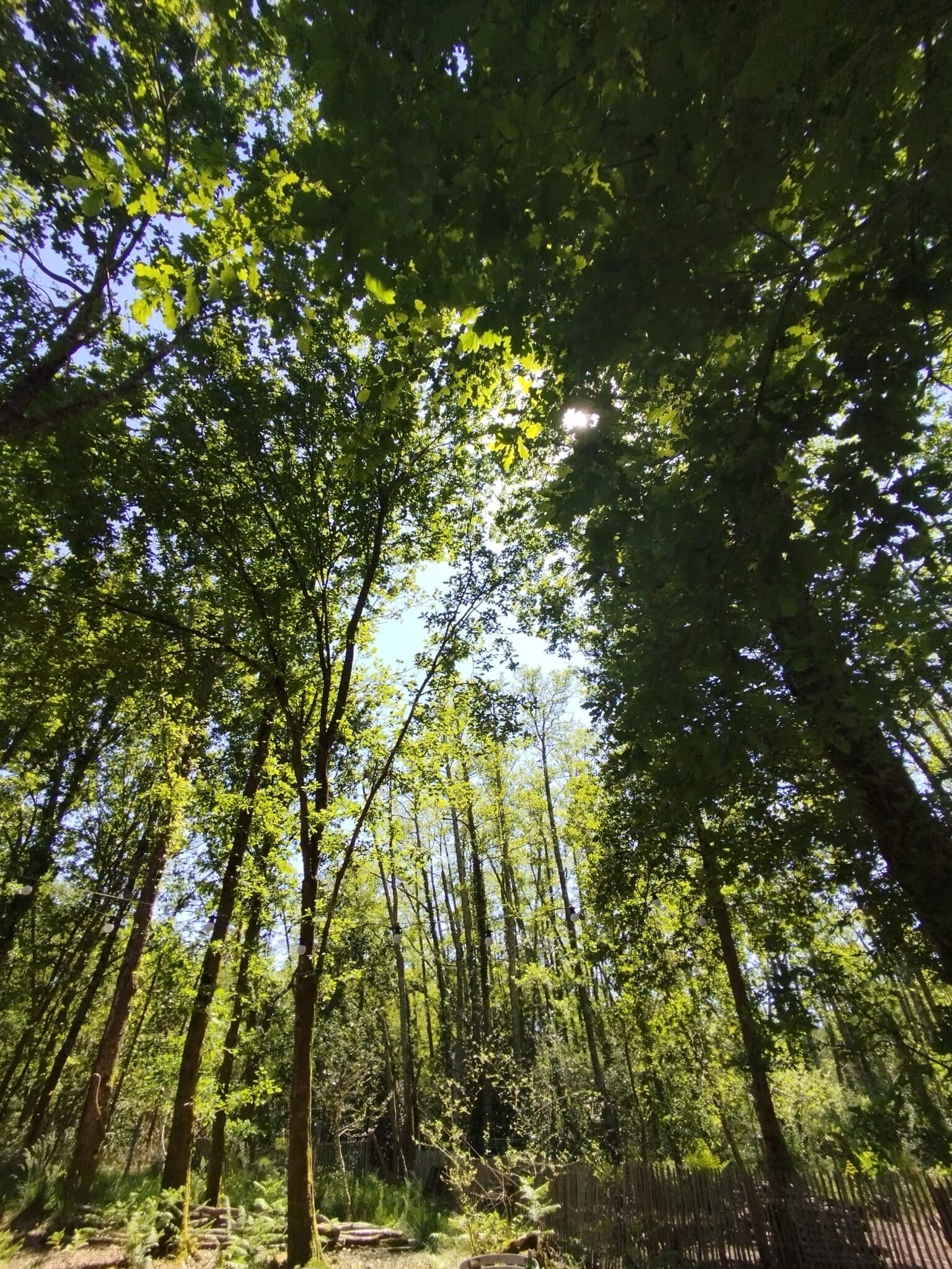 Renaître ! Retraite Yoga & Nature – Image 14