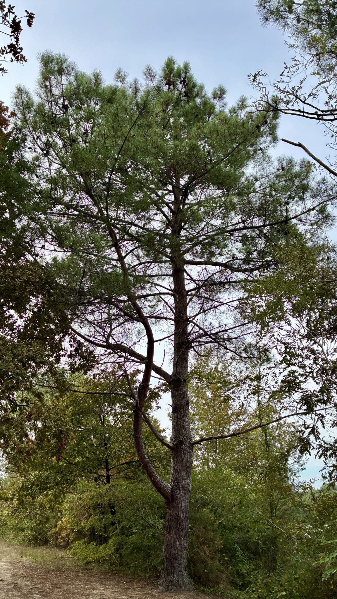 Renaître ! Retraite Yoga & Nature – Image 13